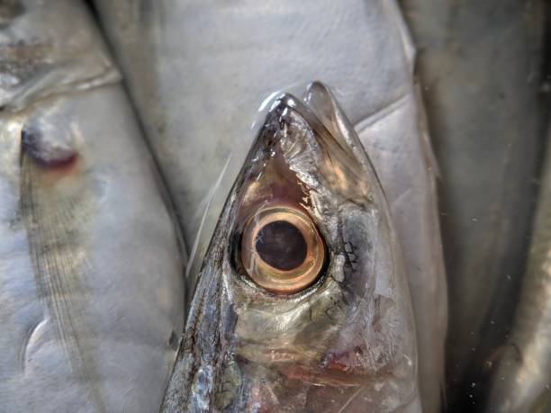 istock Macro of fish eyes texture 1442222272