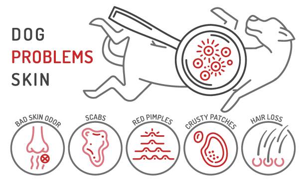 ilustraciones, imágenes clip art, dibujos animados e iconos de stock de infografía sobre problemas en la piel del perro. ilustración vectorial editable - scratching dog skin condition allergy