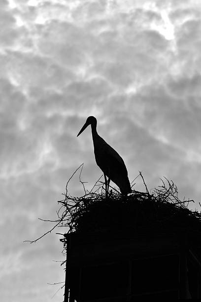 istock Silhouette of a stork against cloudy sky 144222275