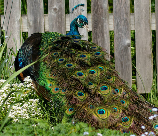 peacock nahe den Gartenzaun – Foto