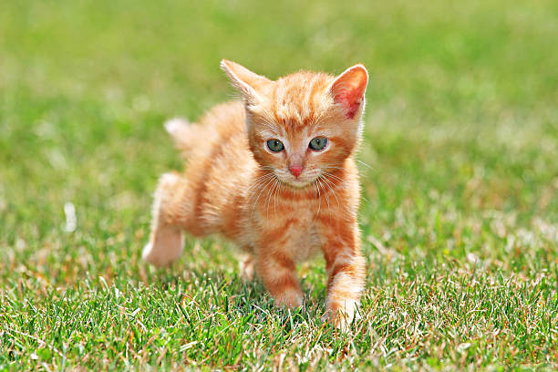 istock Orange kitten gets ready to pounce in the grass 144222556