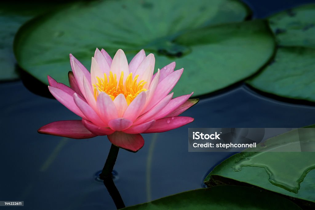 Lily pads floating in the water with lotus pads A pink lotus flower and lily pads with saturated color  Lily Stock Photo