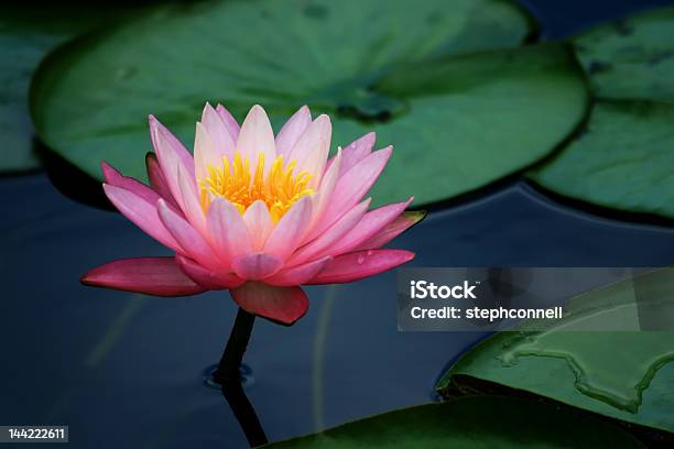 Lily Pads Floating In The Water With Lotus Pads Stock Photo - Download Image Now - Lily, Water, Asia