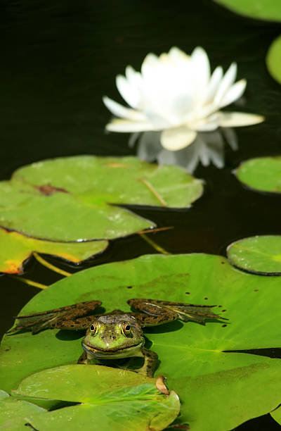 istock Bull frog and lotus flower 144222617