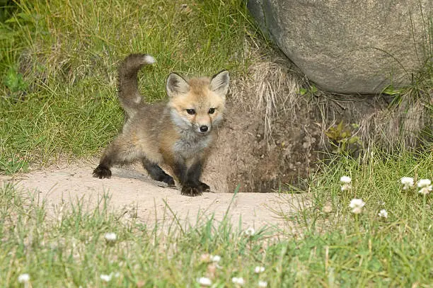 Red fox kit at den site