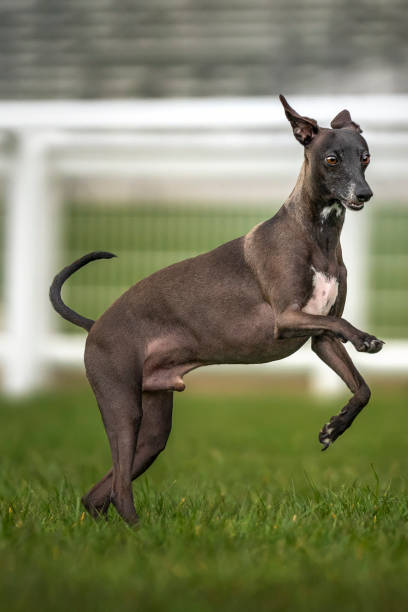 イタリアン・グレイハウンド - 茶色、空中を跳躍 - italian greyhound ストックフォトと画像