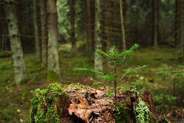 Young tree stock photo