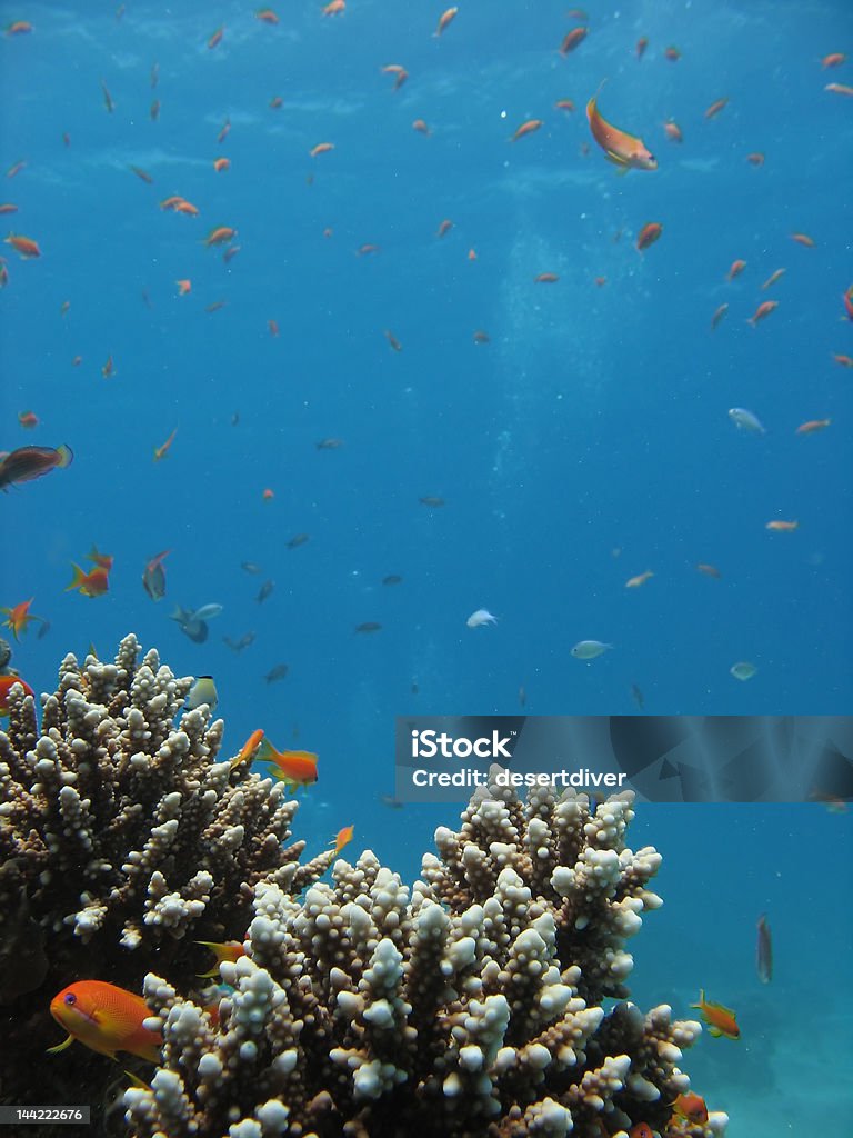 Panorama de arrecife de Coral - Foto de stock de Anthias libre de derechos