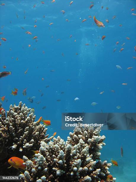 Panorama De Arrecife De Coral Foto de stock y más banco de imágenes de Anthias - Anthias, Arrecife - Fenómeno natural, Asia Occidental