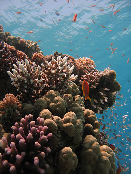 Coral Reef Scene anthias and coral pseudanthias pleurotaenia stock pictures, royalty-free photos & images