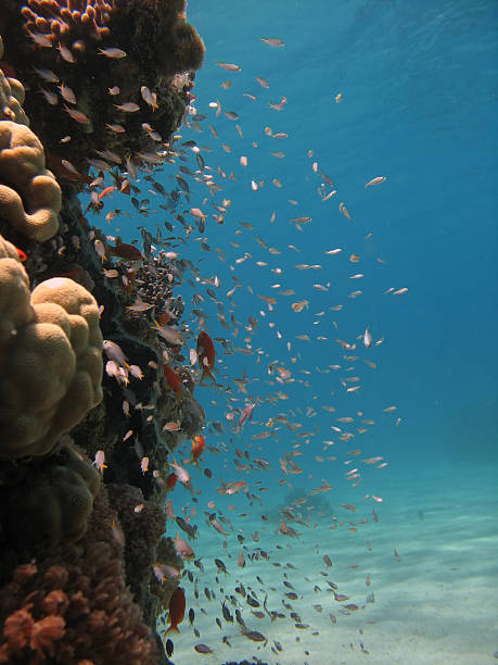 Coral Reef Scene coral and anthias pseudanthias pleurotaenia stock pictures, royalty-free photos & images