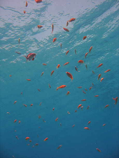 Underwater Scene anthias underwater pseudanthias pleurotaenia stock pictures, royalty-free photos & images