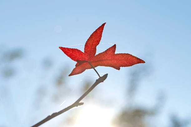 liście klonu, który jesienią zmienił kolor na czerwony z błękitnym niebem. - maple tree tree autumn red zdjęcia i obrazy z banku zdjęć