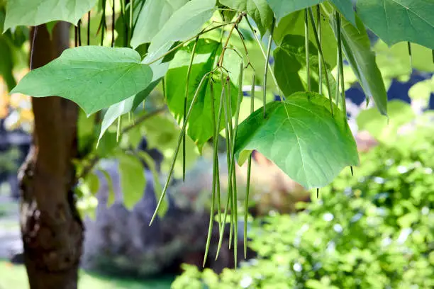 Catalpa bignonioides or southern catalpa, cigar tree, and Indian-bean-tree commonly used as garden and street tree. Branches with foliage closeup, selective focus.