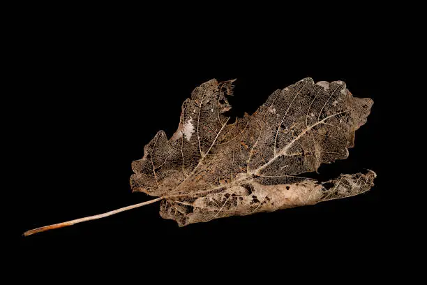 Photo of Skeleton brown Maple leaf isolated on a black background