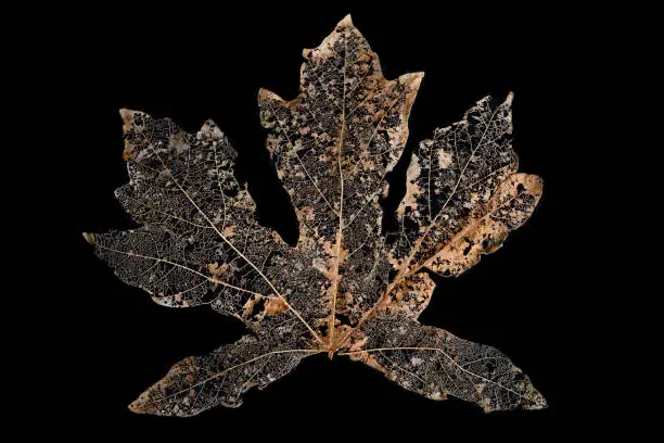 Photo of Skeleton brown Maple leaf isolated on a black background