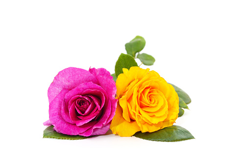 Fresh beautiful yellow roses isolated on white background with clipping path