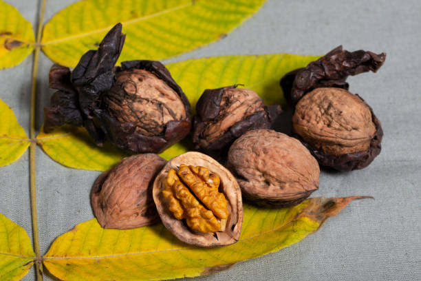 Walnuts Juglans regia with drawn shell and autumn leaf. stock photo