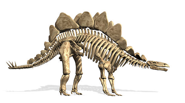 stegosauro skeleton - stegosauro foto e immagini stock