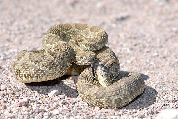 istock Arizona Mojave Rattlesnake 144222869
