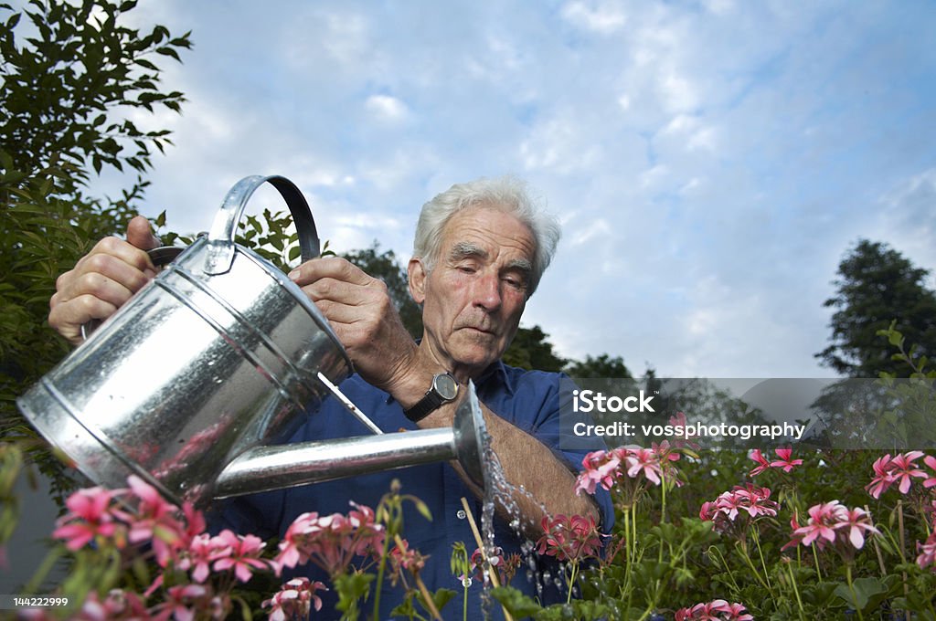 Retired senior watering the flowers Senior watering his flowers and looking happy Flower Stock Photo
