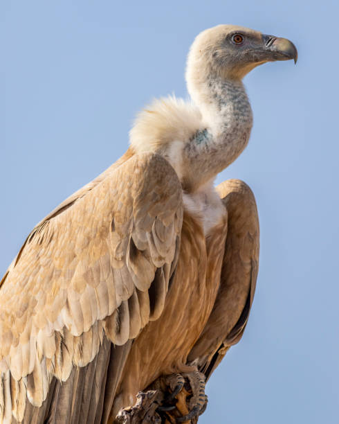 gyps fulvus or griffon vulture or eurasian griffon closeup or portrait during winter migration at jorbeer conservation reserve bikaner rajasthan india asia gyps fulvus or griffon vulture or eurasian griffon closeup or portrait during winter migration at jorbeer conservation reserve bikaner rajasthan india asia jaisalmer stock pictures, royalty-free photos & images