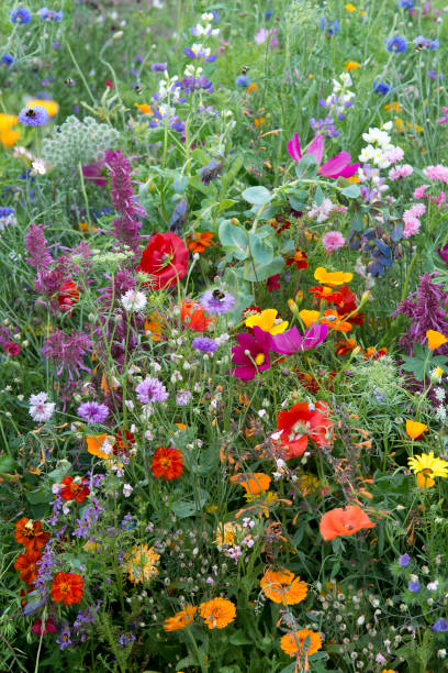 istock a bee mix flower field 1442231246