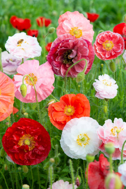 Poppy red, white and pink mixtured flower field stock photo