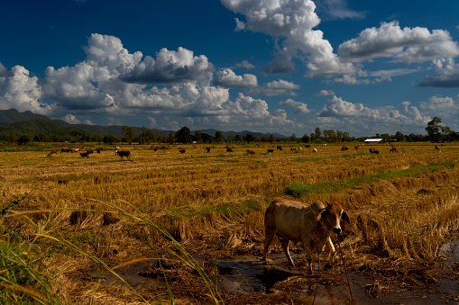 cow pasture on the background of sky and clouds in thailand