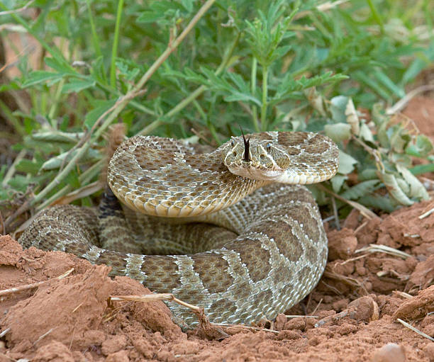 istock Snake in the Dirt 144223267