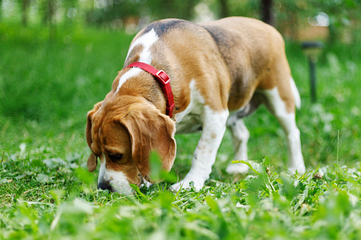 Old hunting dog sniff grass, walking beagle.