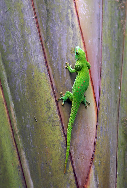 Madagaskar Day Gecko siedzi na skrzydle – zdjęcie