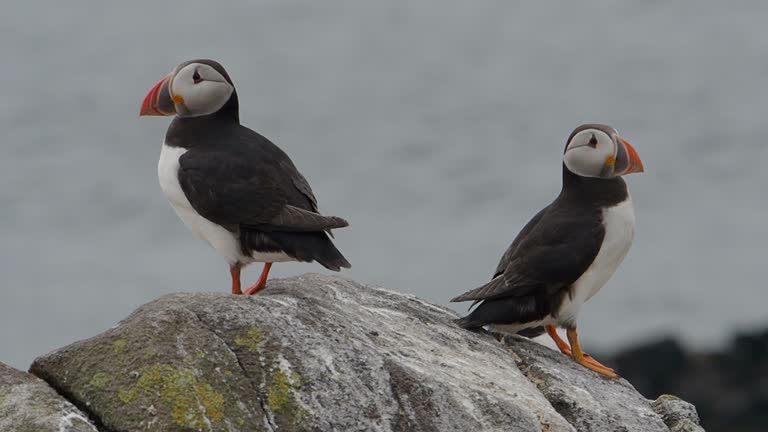 Puffins on the Isle of May, Scotland