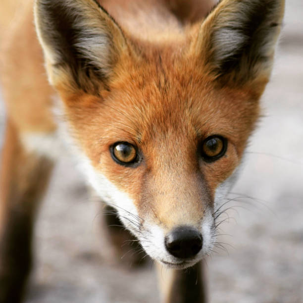 istock Close up of a fox 1442234596