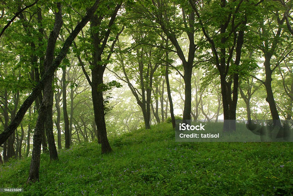 Fée de la forêt - Photo de Arbre libre de droits