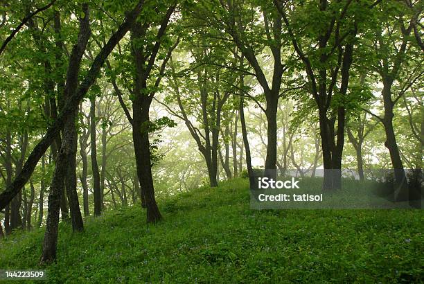 Floresta De Fadas - Fotografias de stock e mais imagens de Ao Ar Livre - Ao Ar Livre, Arbusto, Assustador