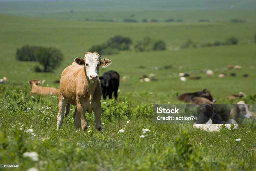 Vaca en una colina - Foto de stock de Ganado domesticado libre de derechos