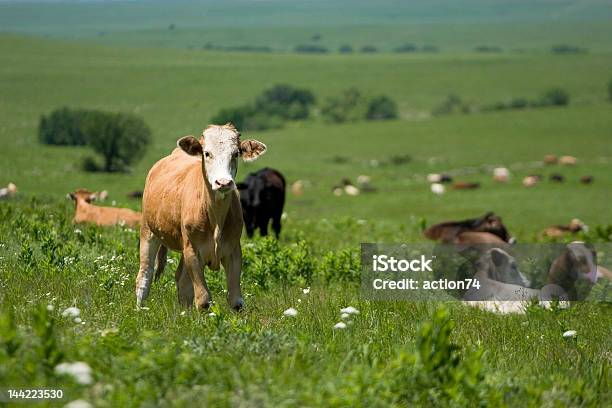 Vaca En Una Colina Foto de stock y más banco de imágenes de Ganado domesticado - Ganado domesticado, Hierba - Pasto, Kansas