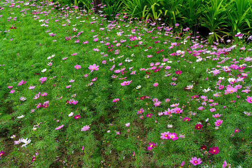Cosmos flower field for home and garden background concept