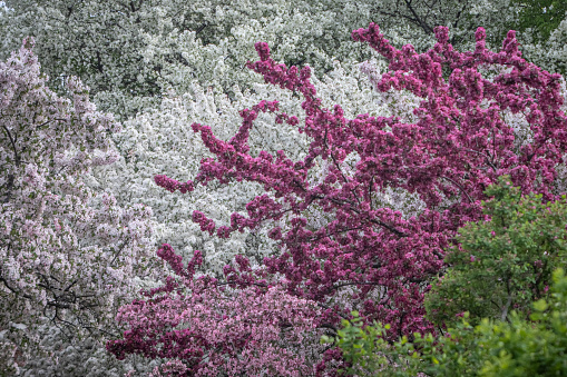 Different kinds of apple trees in bloom at the Montreal Botanical Garden in May.