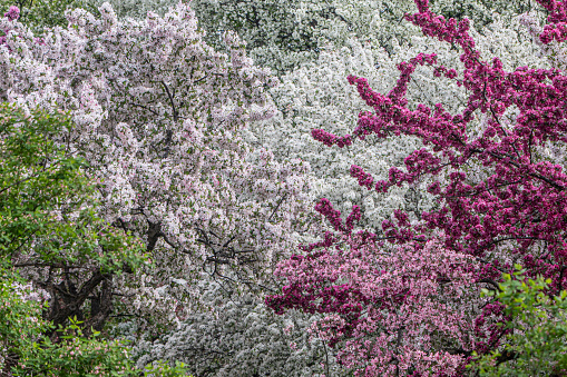 Different kinds of apple trees in bloom at the Montreal Botanical Garden in May.