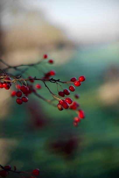 一般的なサンザシ。 - hawthorn berry fruit common fruit ストックフォトと画像