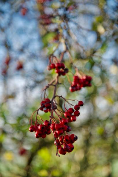 espinheiro comum. - hawthorn berry fruit common fruit - fotografias e filmes do acervo