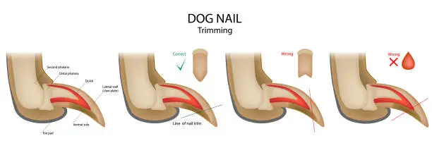 Vector illustration of Dog nail trimming Wrong and Correct. Anatomical claw side view structure. Canine toenail clipping information.