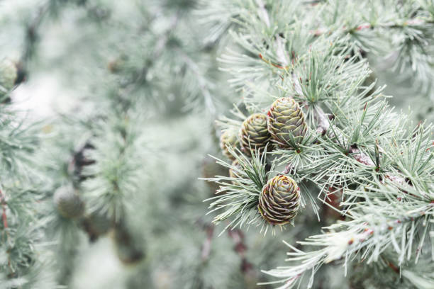 Green Christmas tree branches background. European Larch, Larix decidua.