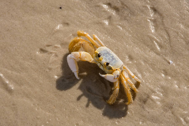 istock Dauphin Island - Sand Crab Close-up 1442237258
