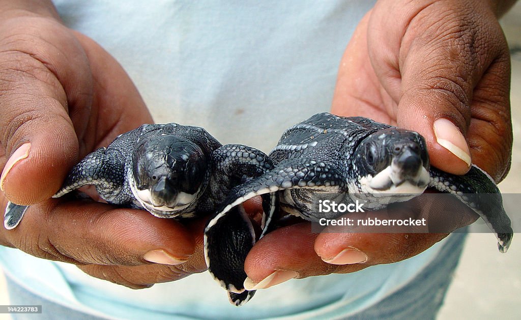 Giant Baby Leatherback Turtles          Baby Giant Leatherback turtles in Trinidad                       Leatherback Turtle Stock Photo