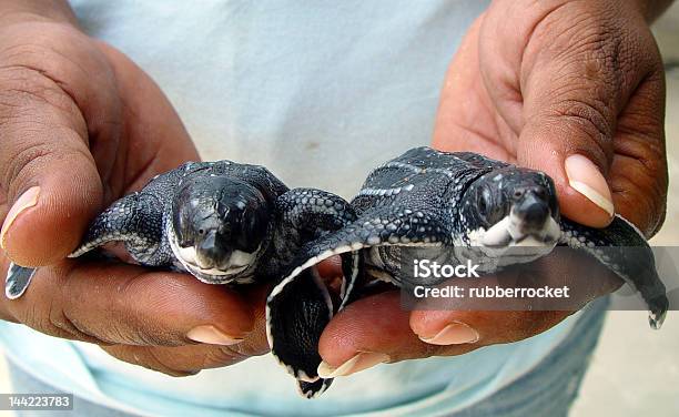 Giant Baby Leatherback Turtles Stock Photo - Download Image Now - Leatherback Turtle, Endangered Species, Turtle
