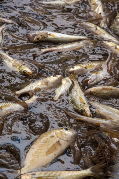 istock Dauphin Island - Fish Catch Vertical 1442238417