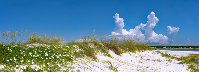 Dauphin Island - Sand Dunes & Morning Glory Panorama